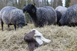 NLS RAG SOCK, 100% OFÄRGAD ULL — NATURMELANGE